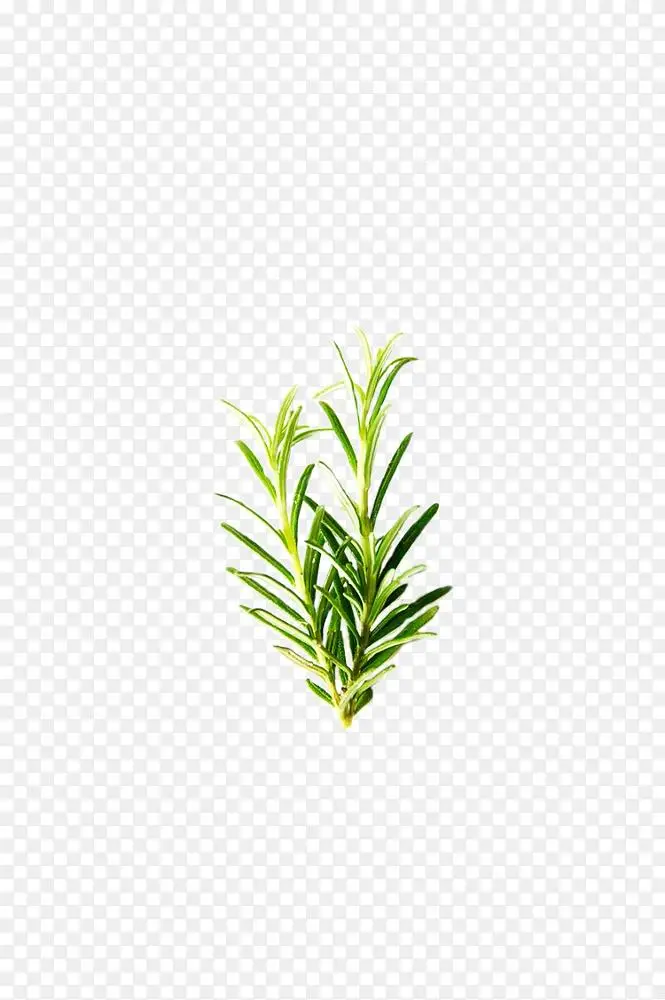 迷迭香草本植物成分 薄荷 普通圣人 罗梅罗png图片素材免费下载 图片编号 Png素材网 迷迭香草本植物成分 薄荷 普通圣人 罗梅罗png图片素材免费下载 图片编号 Png素材网