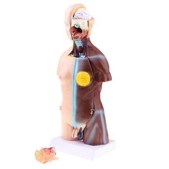 

Human Torso Model, 42cm Human Hermaphroditic Torso Skeleton Model with Viscera