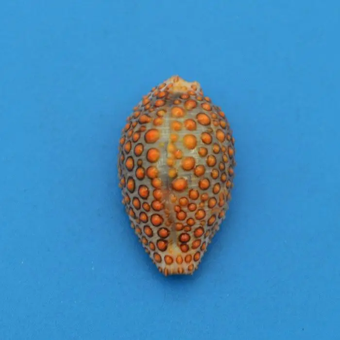 rare seashell Natural Starfish Seashell Beach Craft Sea Stars DIY Wedding Decoration | Дом и сад