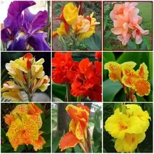 50 шт. свежий реальный Canna indica цветок S