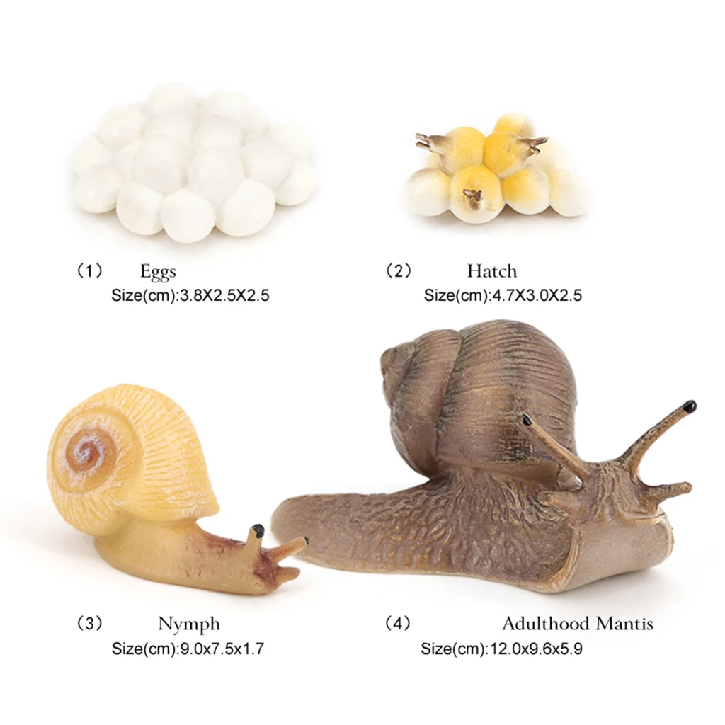 Marine Creatures Growth Diary Simulation Snail Life Cycle Set Model Action & Toy Marine Creatures Growth Diary Simulation Snail Life Cycle Set Model Action & Toy