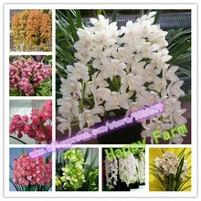 100 шт Редкие 10 видов с китайским цимбидиумом Флорес растения на балконе бонсай садовые Цветочные растения Орхидея