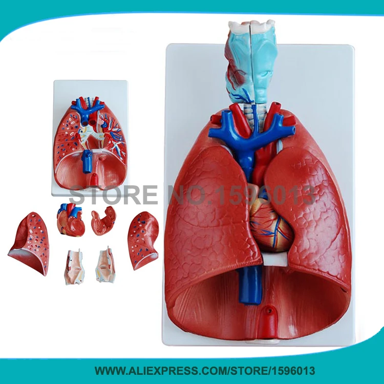 7 Bagian Lung Model Dengan Larynx Dan Jantung Anatomi Paru Paru Model Hati Model Alien Modelismmodel Match Aliexpress