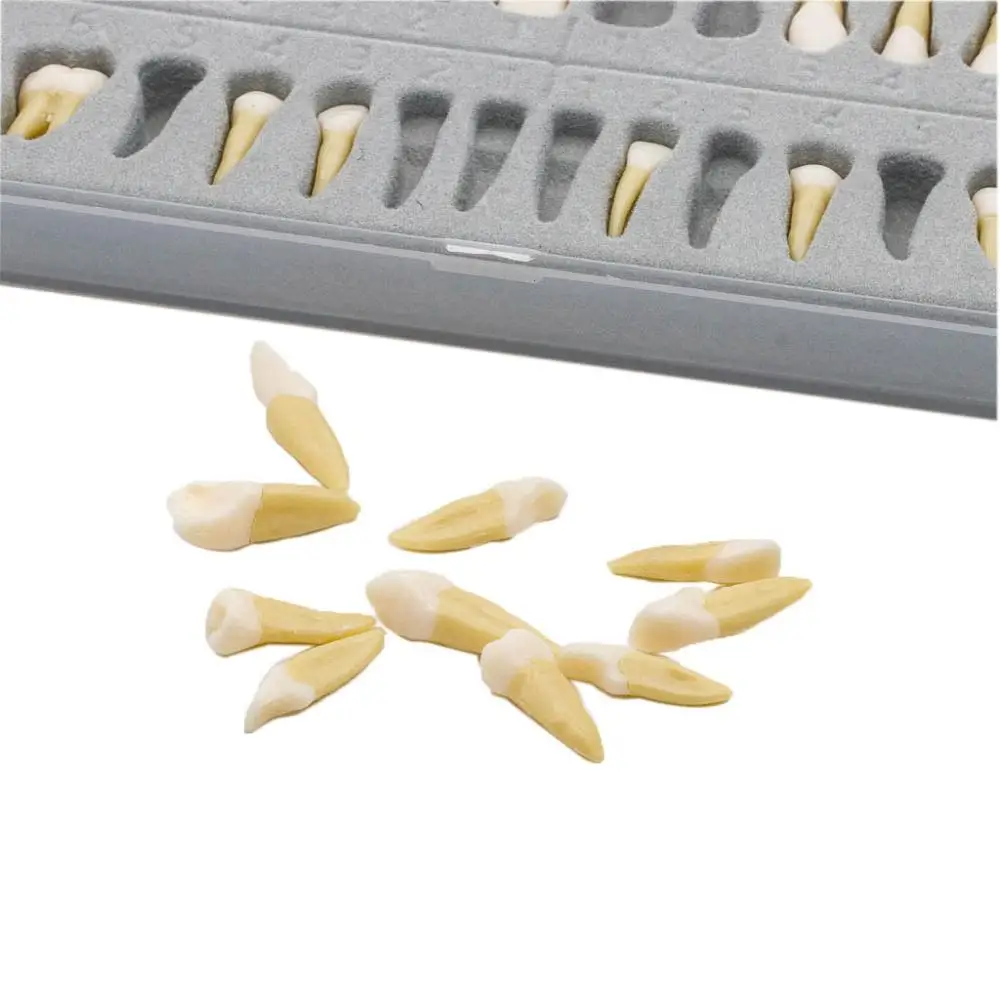 Goede Tanden Model #7021 28 Stks set Dental Teach Studie 11 Permanente Demonstratie