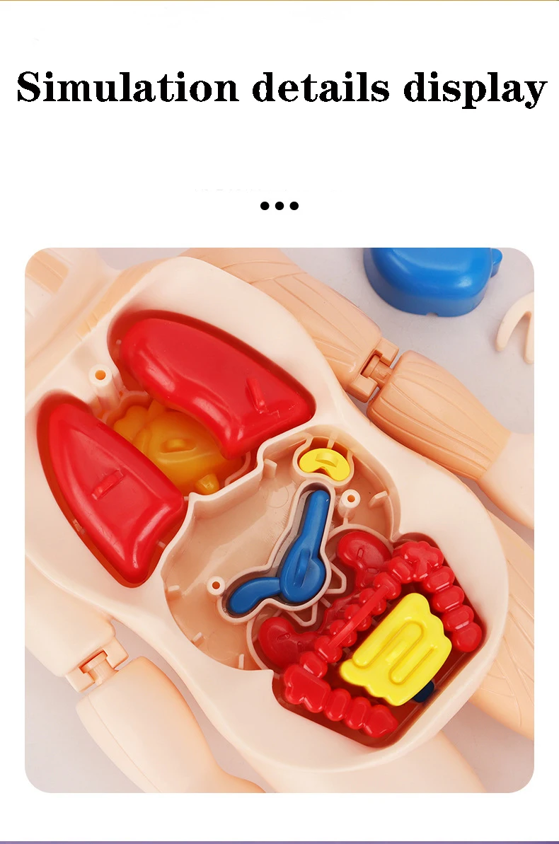 Anatomia do Corpo Didáticos para Crianças Montessori Quebra-cabeça Humano Aprendizagem Educacional Precoce Faça Você Mesmo Montado Brinquedos Sensoriais H746w 3d 6 Brinquedos e hobbies