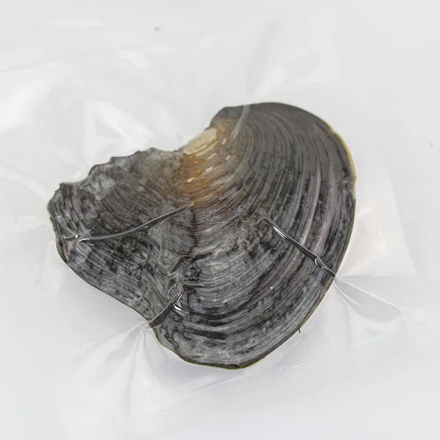 Newest-Fortune-Freshwater-Oyster-with-Random-Sterling-Sliver-Pearls-Ring-Earrings-Pendant-inside-oyster-factory-price.jpg_640x640