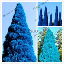 Новые редкие голубые кипарисовые деревья Platycladus ориенталис восточные арборвитаи бонсай хвойный сад, легко выращивать