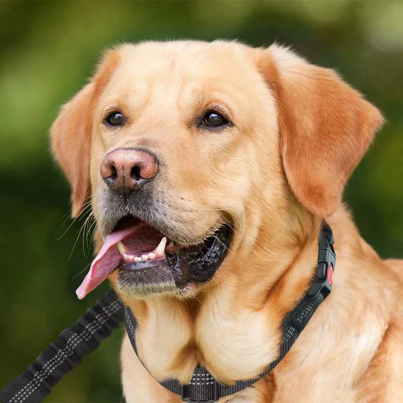 2pcs/set Adjustable Polypropylene Puppy Seat Belt Harness Car Dog Safety Rope Leash Leads Safety Belt Pet Seatbelt For Vehicle