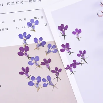 

1.5cm/20pcs,Nature Real Touch Flower Petals,Pressed Lobelia for DIY Candles Craft Bookmark Gift Card,Flores secas Facial Decor