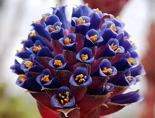 100 шт свежий настоящий Puya berteroniana Oo-Puya chilensis Flower F - Цвет: NO.5