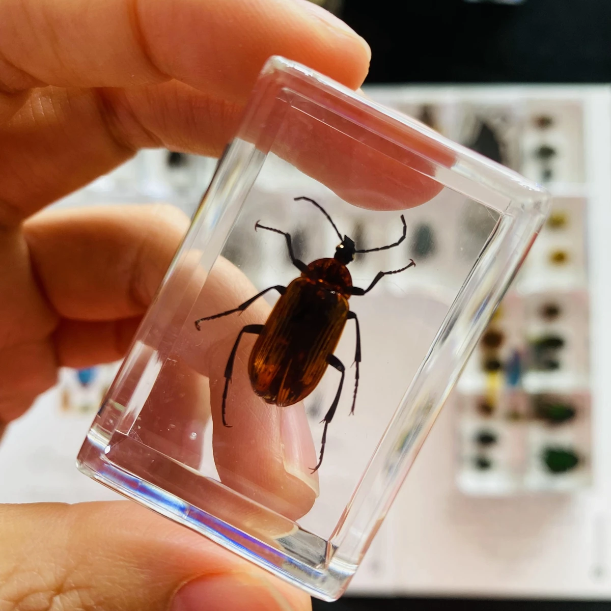 1Pcs Various Insect Specimen in clear Resin Paperweight Specimen