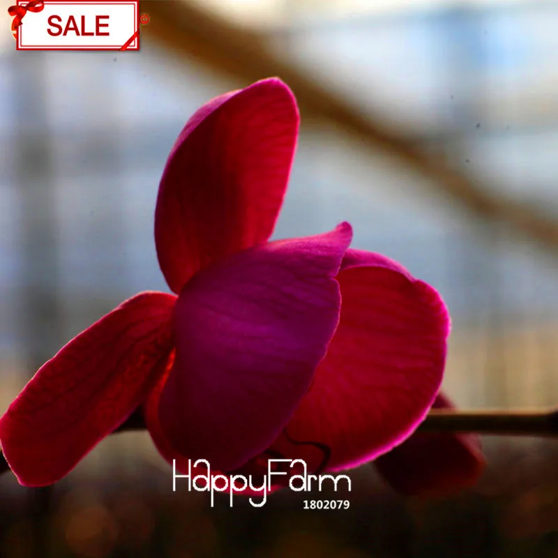 Бестселлер! 50 Флорес/сумка малиновый фаленопсис Бонсай многолетние цветущие растения Орхидея в горшках очаровательный цветочный сад,#2OVGQF