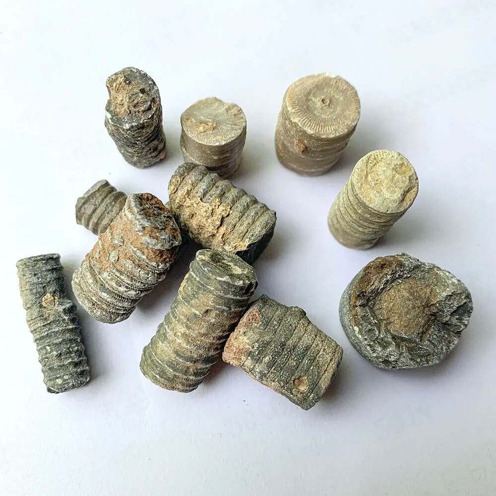 Ископаемые морские лилии Crinoid для аквариумных и террариумных коллекторов