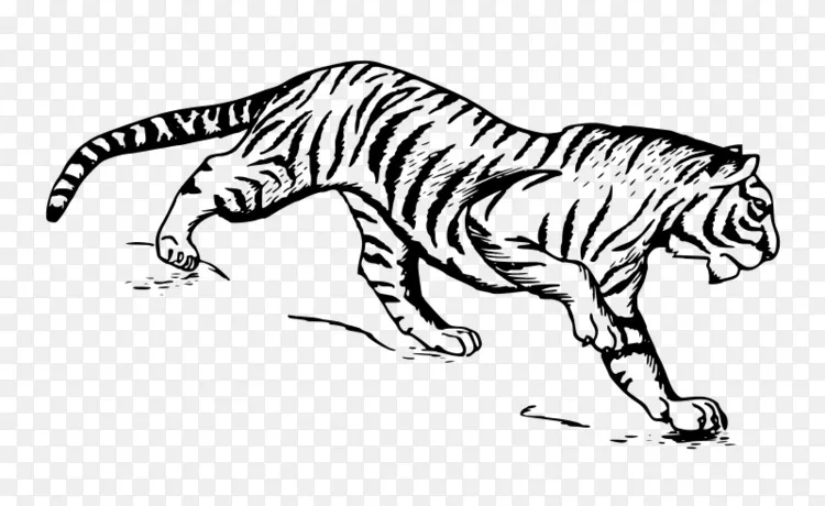 猫画东北虎图解png图片素材免费下载 图片编号 Png素材网