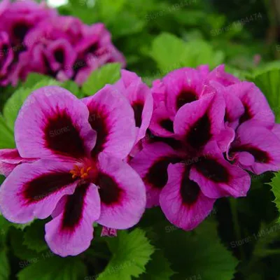 Коричневый 200 шт./пакет герани flores и изображениями красочного цветка растения Многолетние Цветочные Плант пеларгония плющелистная карликовые деревья Бонсай завод солнечной энергии для домашнего ga - Цвет: Коричневый