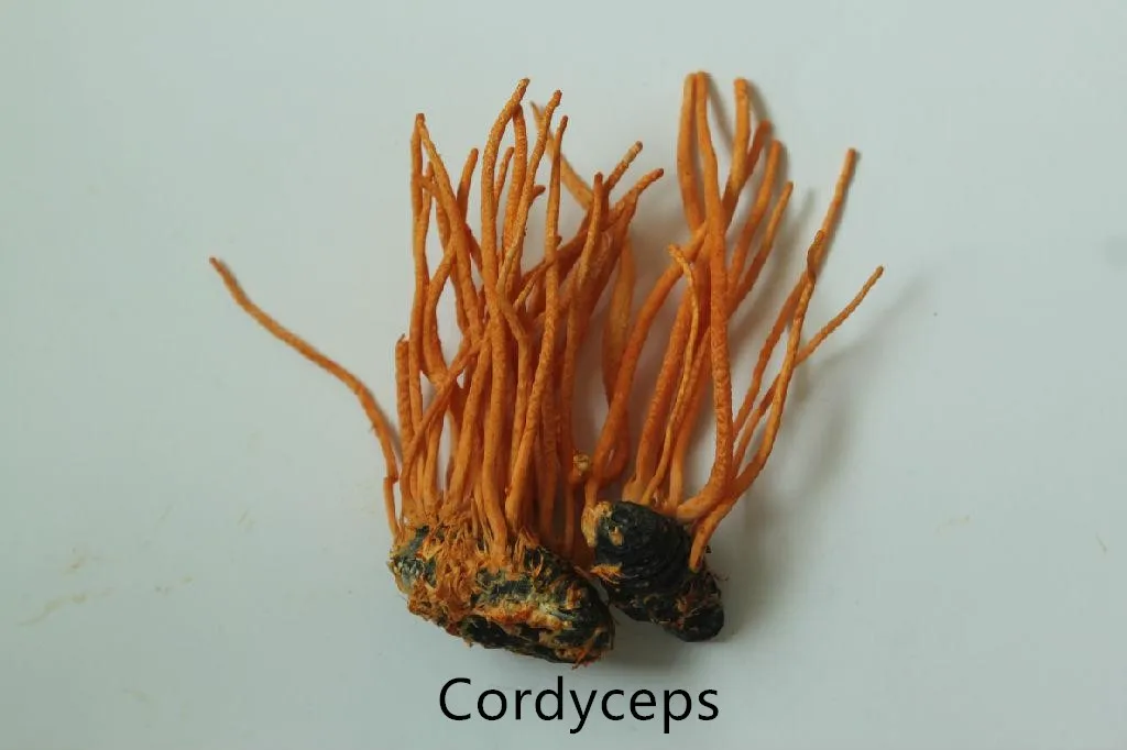 

Extract pure natural extract powder from Cordyceps militaris, strengthen the spleen and calm the nerves, improve sleep quality