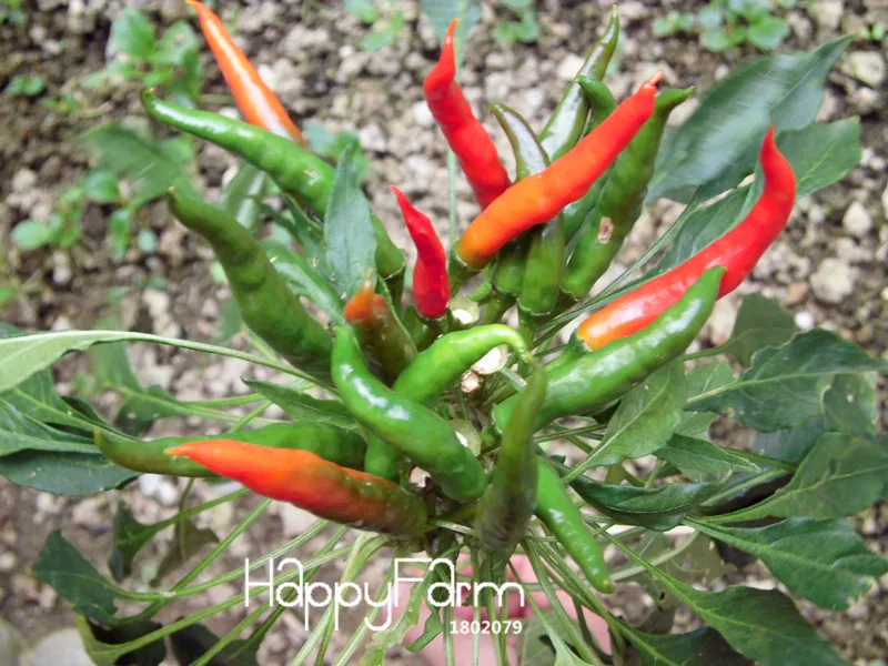 Promotion!Red Pepper Potted Garden Courtyard With a Non-transgenic Plant Organic Vegetables Pepper Bonsai 100 Pcs/Bag,#SBDHOV
