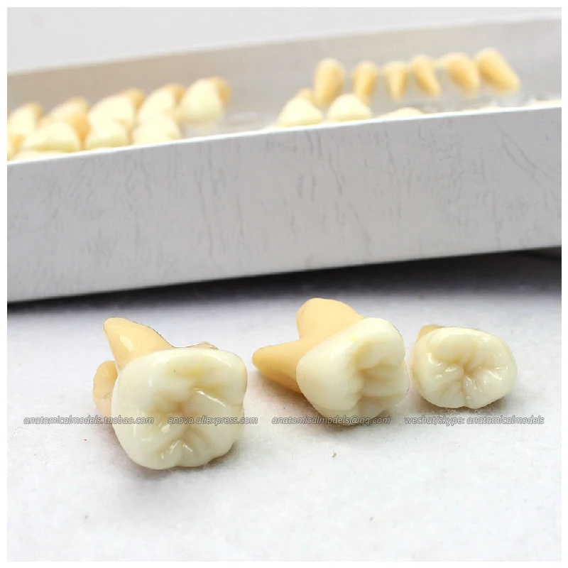 CMAM/12578 Dental Detached tooth, Human Oral Dental Medical Teaching ...