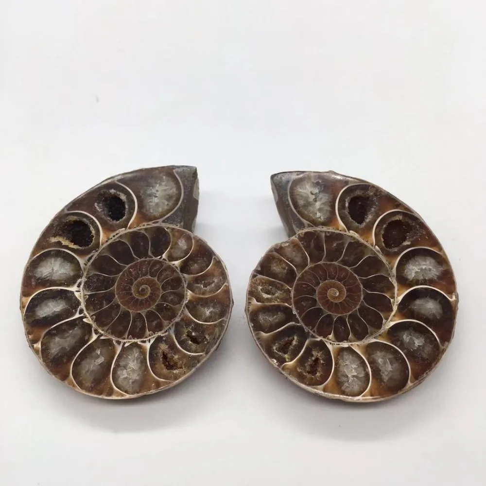 Ammonite Sea Snail fossils (2)