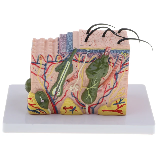 Human Skin Subcutaneous Tissue Dissection Model Magnify 35X 3