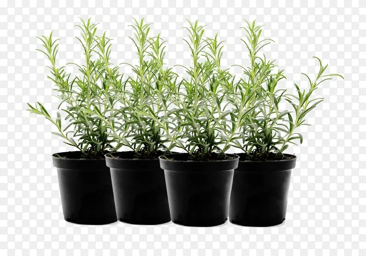 草本花盆食品薄荷叶蔬菜薄荷png图片素材免费下载 图片编号 Png素材网