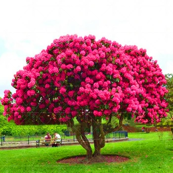 

Plant Flower Bath Salts Big Island Sakura Essence 100Pcs XZZ-42