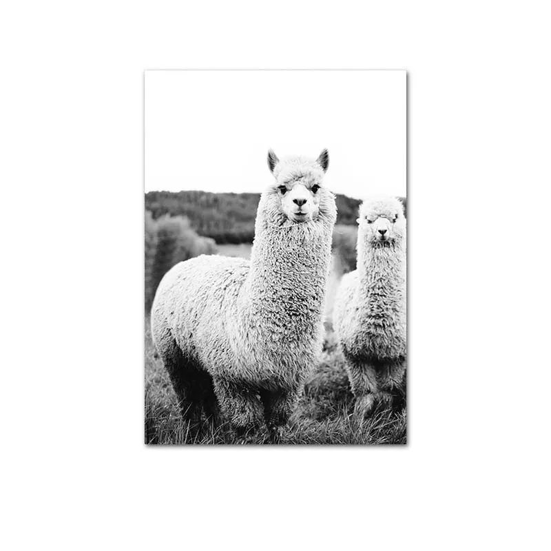 Pneumatic Puller Alpaca Poster Canvas Art Painting Animal Prints Wall Art Nursery Decorative Picture Llama Black and White Wall Kids Room Decor Size : A3 30x42 cm No Frame Inch