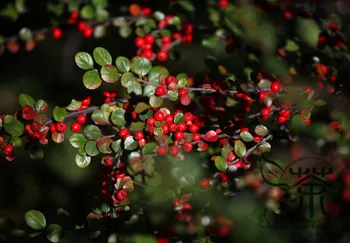 

Cotoneaster Horizontalis Rockspray Cotoneaster Ping-Zhi-Xun-Zi