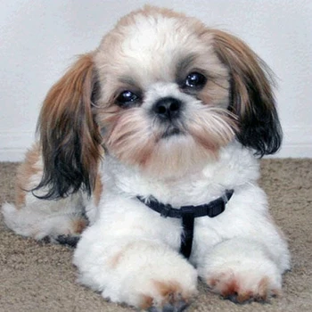 

5D Diy Diamond Cute Dog Painting Embroidery Cross Stitch Home Decor Handicrafts