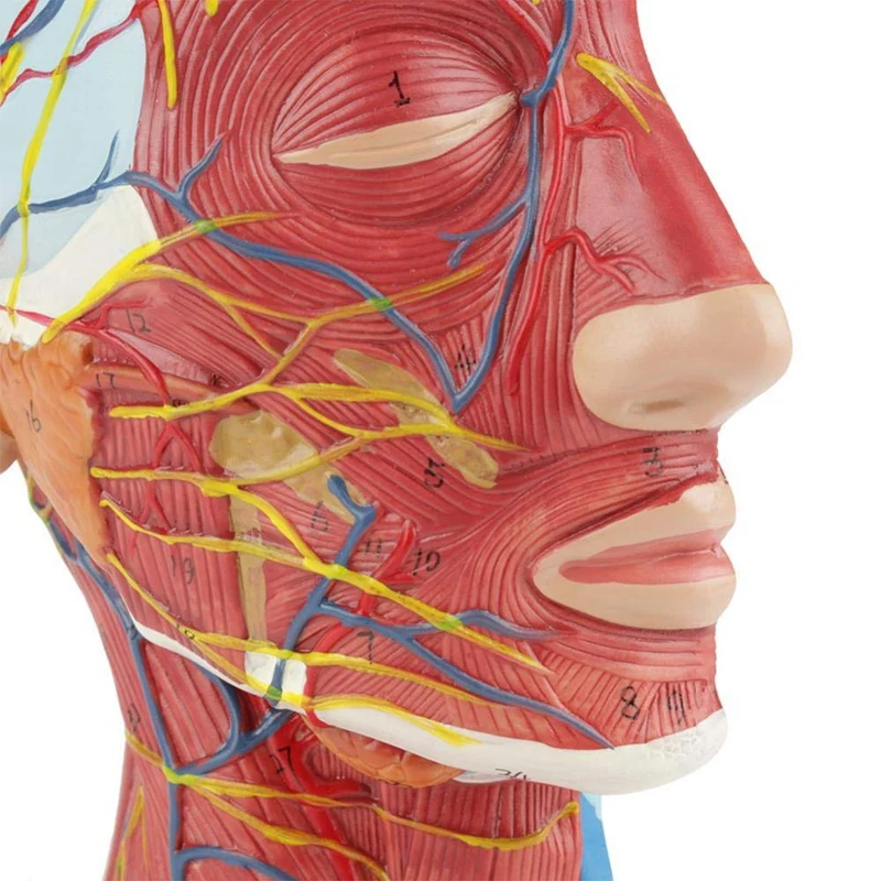 Человек, череп с мышцами и нервами кровеносного сосуда, головной раздел мозга, анатомическая модель человека. Школа для медицинской учебной