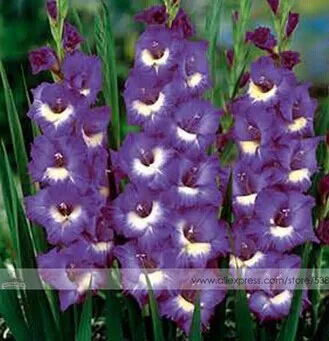 200 шт Gladiolus бонсай, Gladiolus цветник, 95% Проращивание, сделай сам Аэробные горшечные растения, редкий меч Лилия Флорес - Цвет: 8