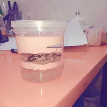 

Mini Plaster Cup Nest Ant Farm Ant Workshop Breeding Nest Ornamental Box Birthday Gift