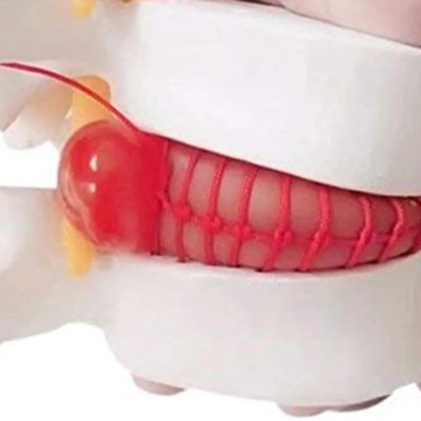1 шт. анатомический Поясничный диск грыжа поясничного отдела позвоночника модель белого цвета QJS магазин