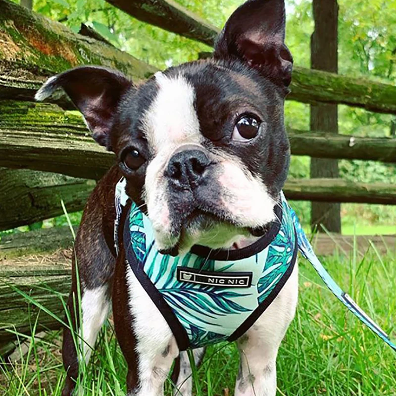 

Dog Harness and Leash Set Safe Harness Small Dog Vest for York Chihuahua Pug French Bulldog Pet Cat Harness Suit Vests Outside