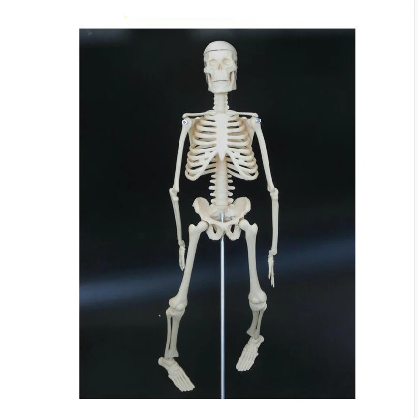 

45cm Human Skeleton Model Anatomical Skeleton with Stand, Removable and Movable Parts for Anatomy Teaching and Studying