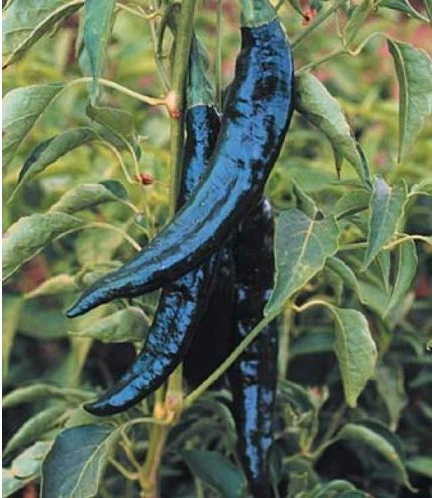 200+ Свежие Редкие Heirloom Pasilla Bajio Chili перец Семена овощей для выращивания в комнатных условиях сад