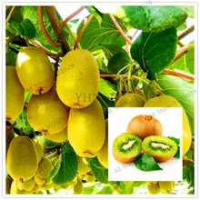 Горячая Распродажа! 105 шт./пакет мини Actinidia небольшой горшечные растения сад плодовых деревьев прекрасный бонсай киви flores