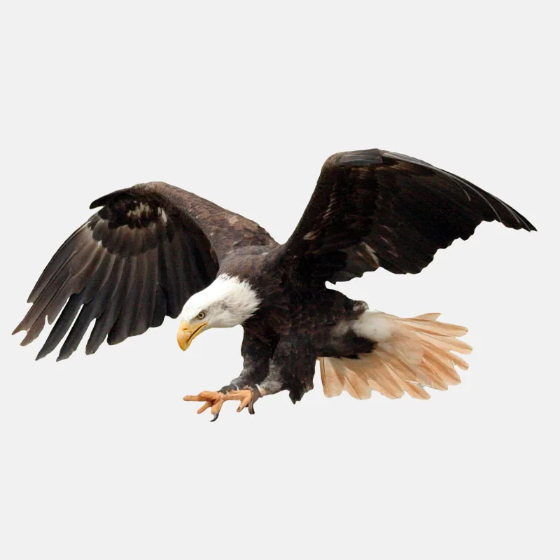 

Индивидуальная наклейка, Летающий острый Орел, ПВХ, Высококачественная Автомобильная наклейка, 17 см * 9 см