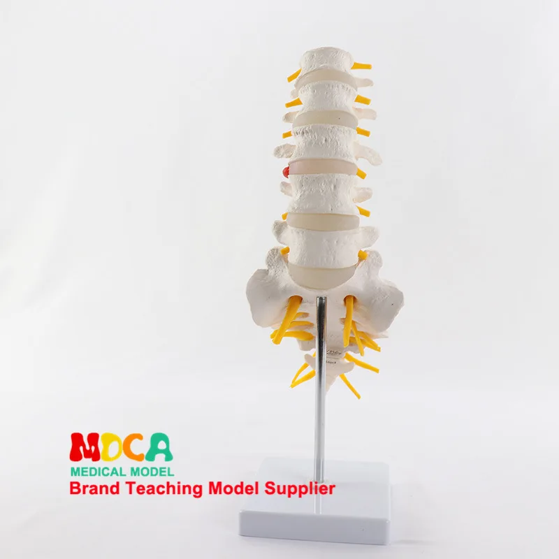 

Lumbar Vertebra with Caudal Spinal Nerve Model Bone Skeleton Spine Anatomical Model Coccyx Medicine Teaching Myz006