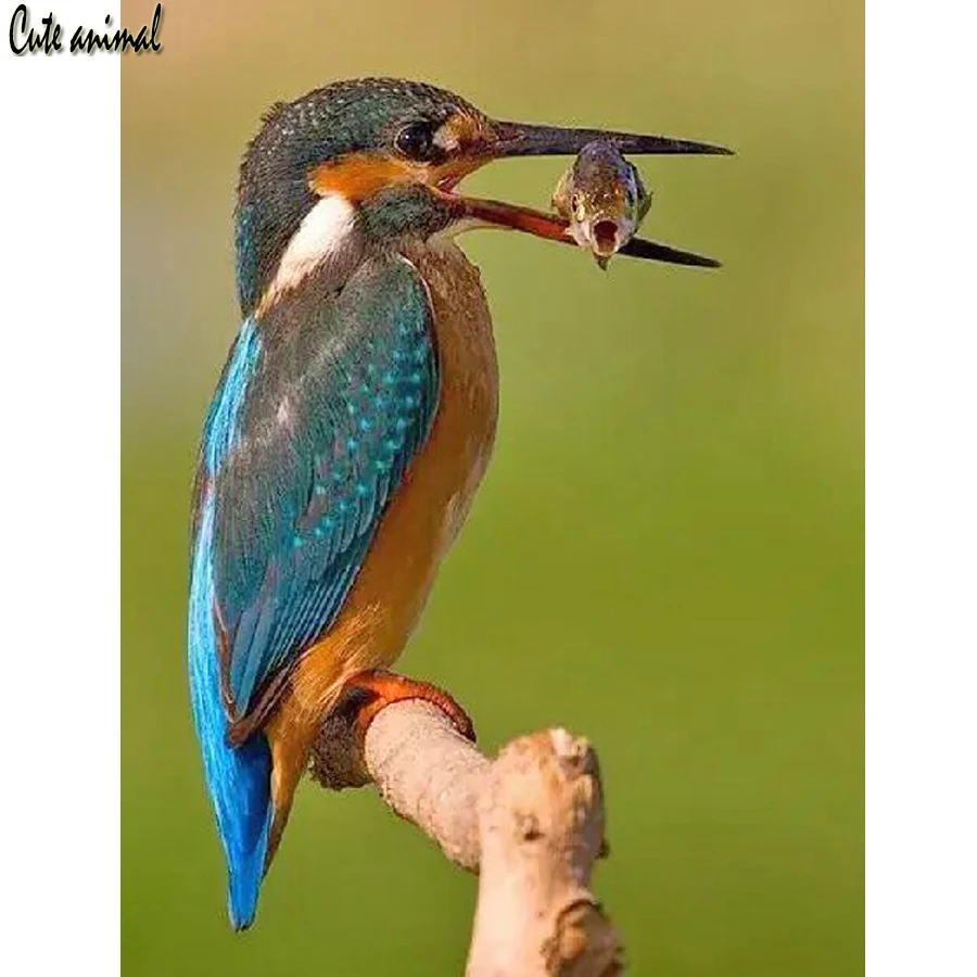 Kingfisher fish bird animal full Round Diamond Embroidery 5d diy Painting Cross Stitch kit Mosaic Needlework art | Дом и сад