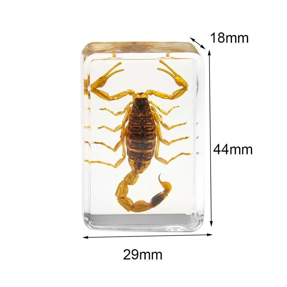 昆虫の石天然サソリインクルーション標本家装飾石樹脂cfraft文鎮結婚