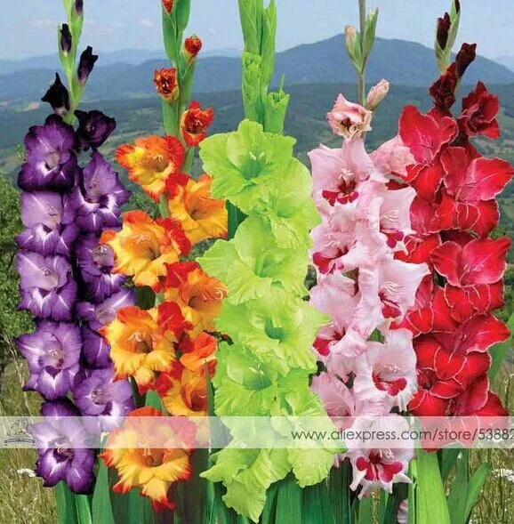 200 шт Gladiolus бонсай, Gladiolus цветник, 95% Проращивание, сделай сам Аэробные горшечные растения, редкий меч Лилия Флорес