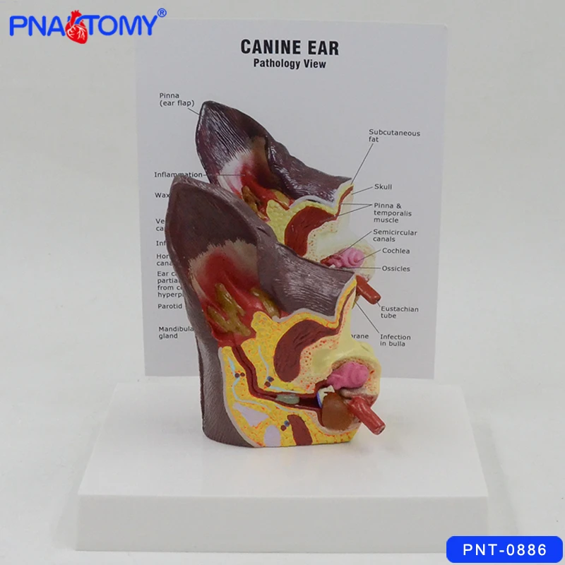 Modelo de oído canino, modelo de anatomía de oído de perro con tarjeta y  Base, modelo anatómico Animal, regalo médico de tamaño real, enseñanza  usada en Hospital|Ciencia médica| - AliExpress