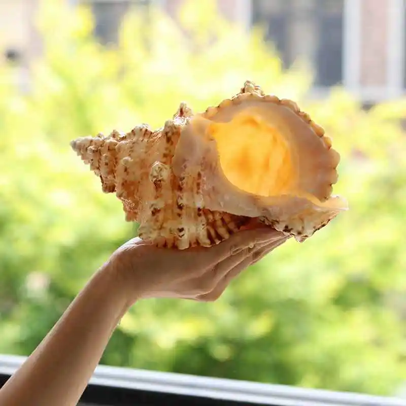 Natural Conch Shells Rare Excellent Herringbone Samples Valentine's Day Gifts Collection Mediterranean Style Decoration Crafts