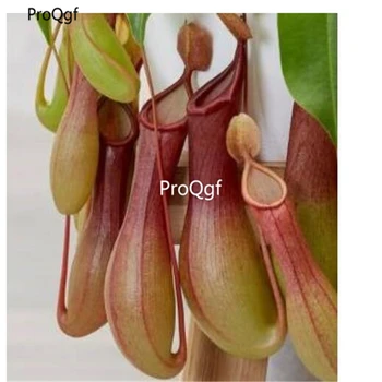 

Ngryise 1000Pcs A Set Carnivorous Fly Flower