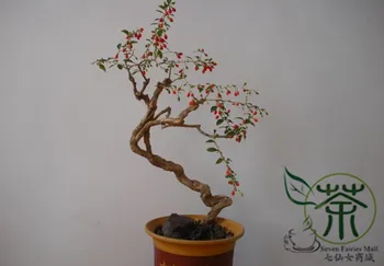 

Lycium-Barbabarum Goji-Berry-Wolfberry Gouqi