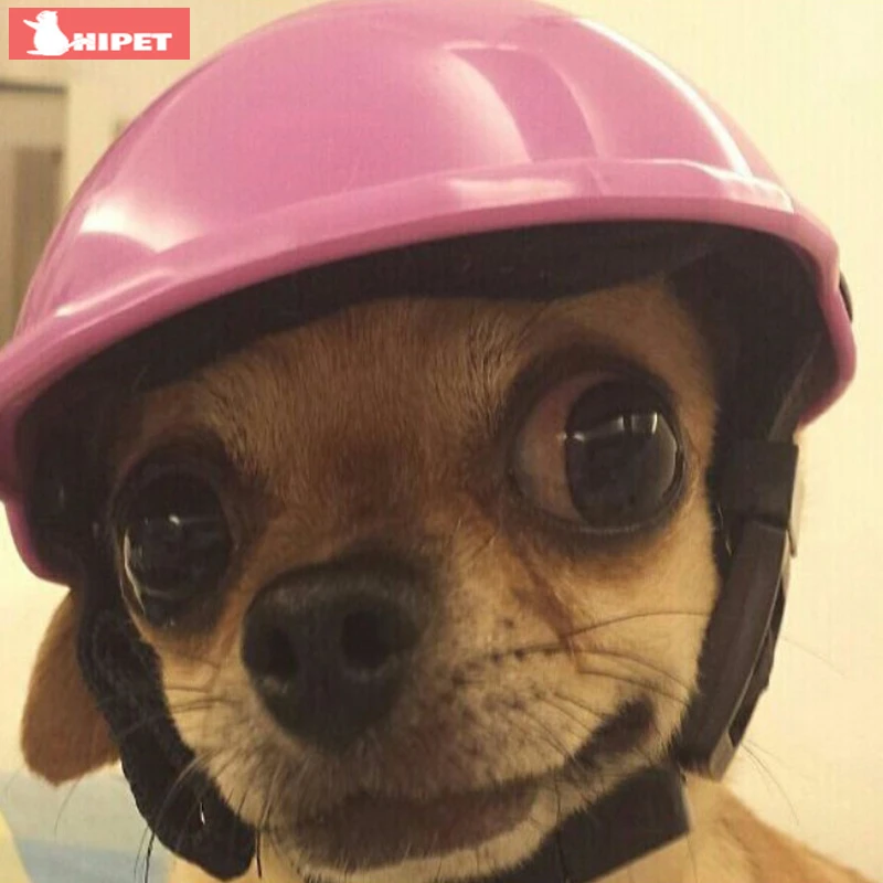 small dog helmet