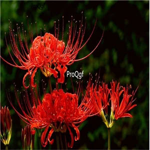 9 Ngryise 30 шт набор Lycoris Radiata - Цвет: 9