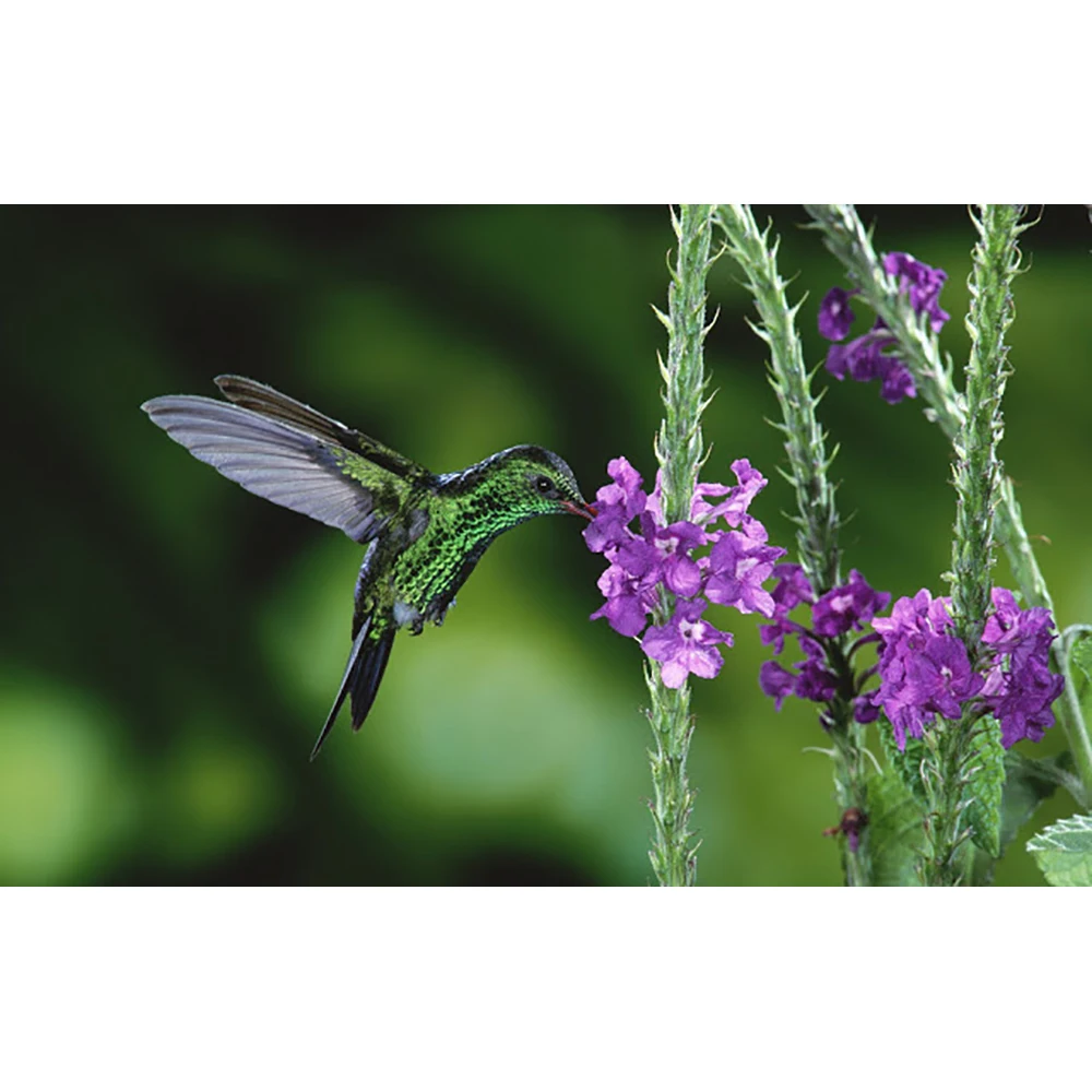 GATYZTORY 5D Diamond Painting Full Square DIY Mosaic Wall Sticker Embroidery Art Green Hummingbird with Purple Flowers | Дом и сад