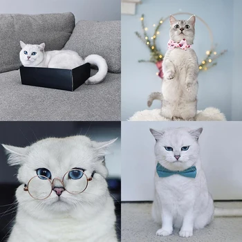 

Ins 520Piece Puzzle Pet Toy Adult Children British short cat Animals Wooden Jigsaw Puzzles Kids Educational Toys for Aids gifts